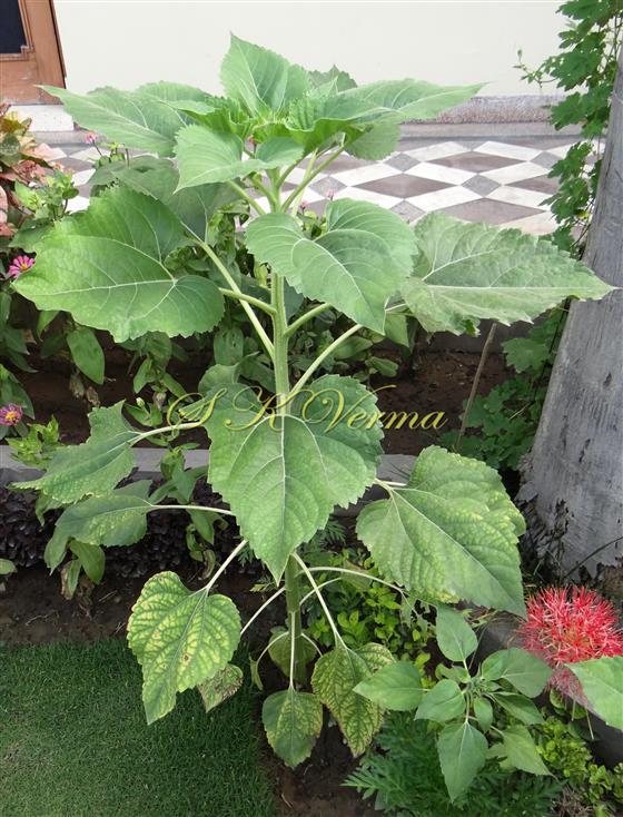 Plant